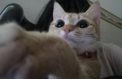 大家好 我是妮妮 我是一只小橘猫 这是主人为我开通的空间