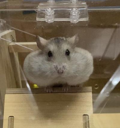 我的仓鼠