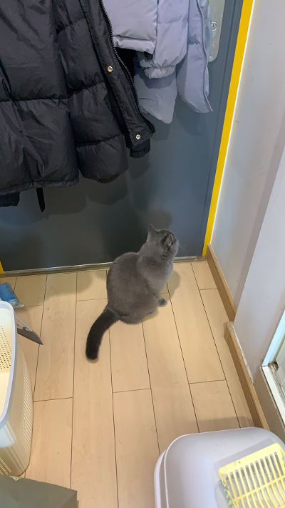 猫or老鼠